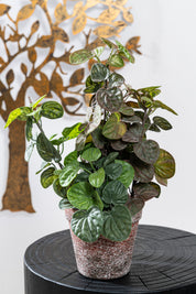 PEPEROMIA