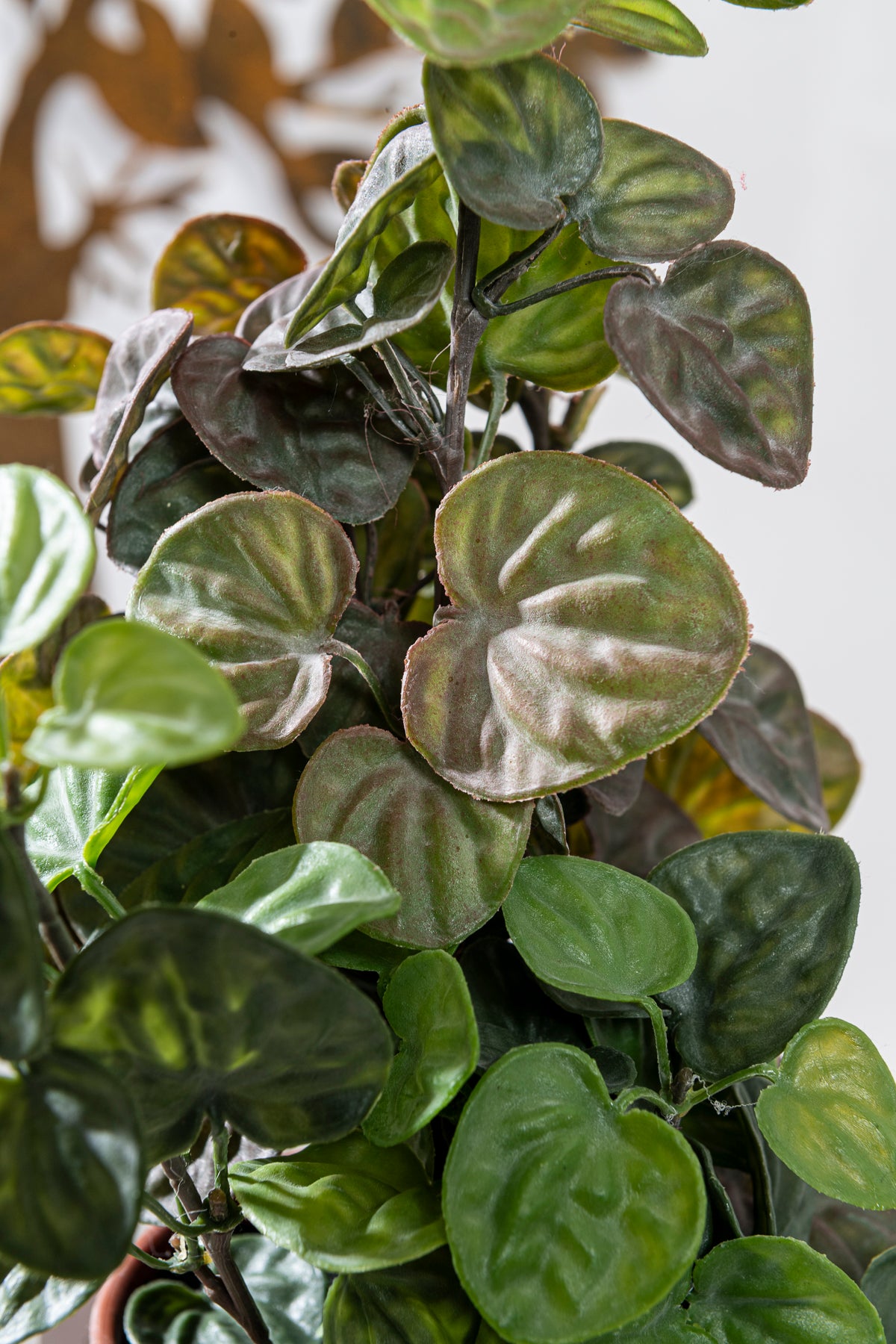 PEPEROMIA