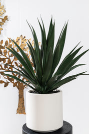 AGAVE M BLANCA