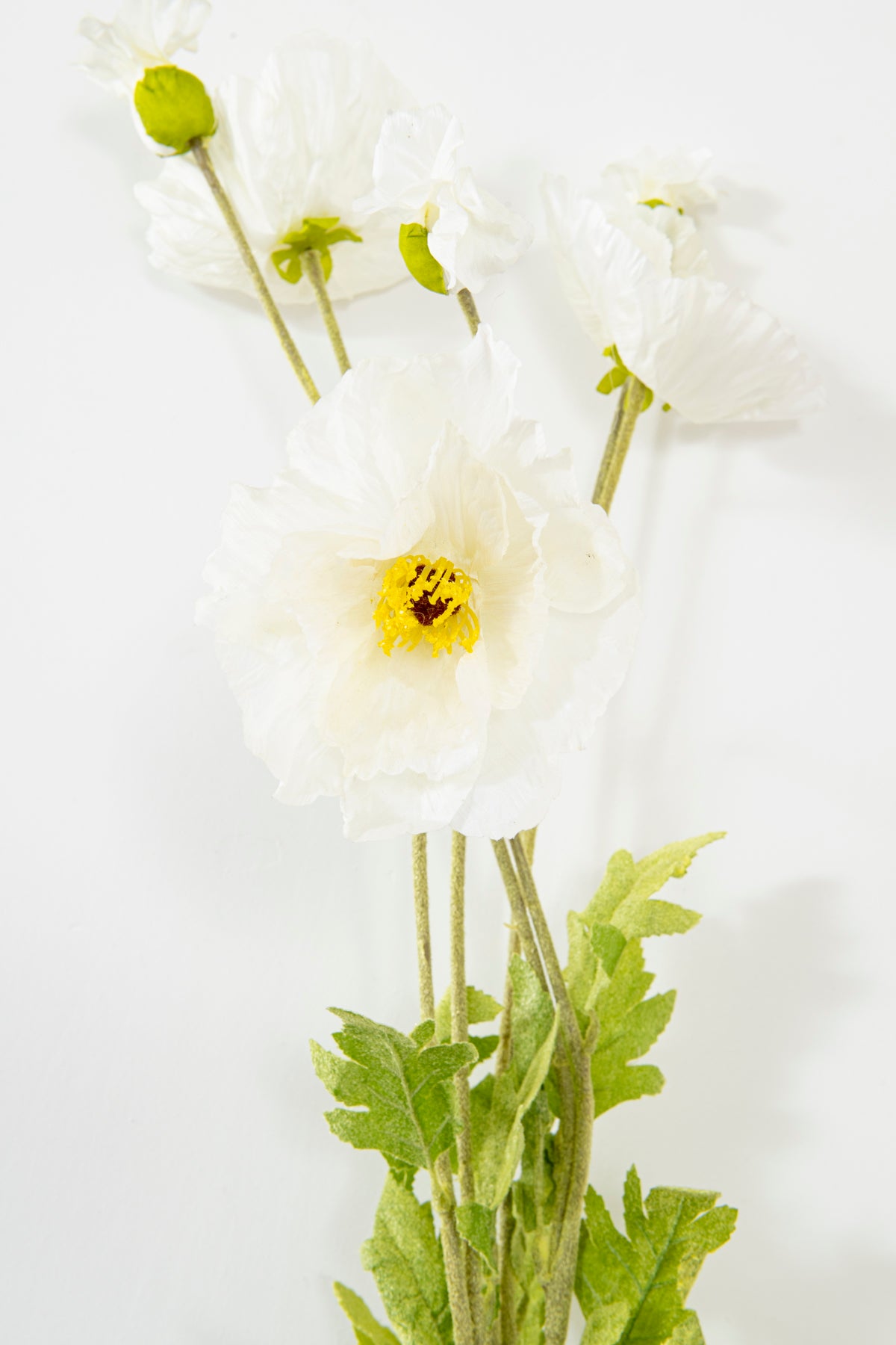 FLOR  AMAPOLA