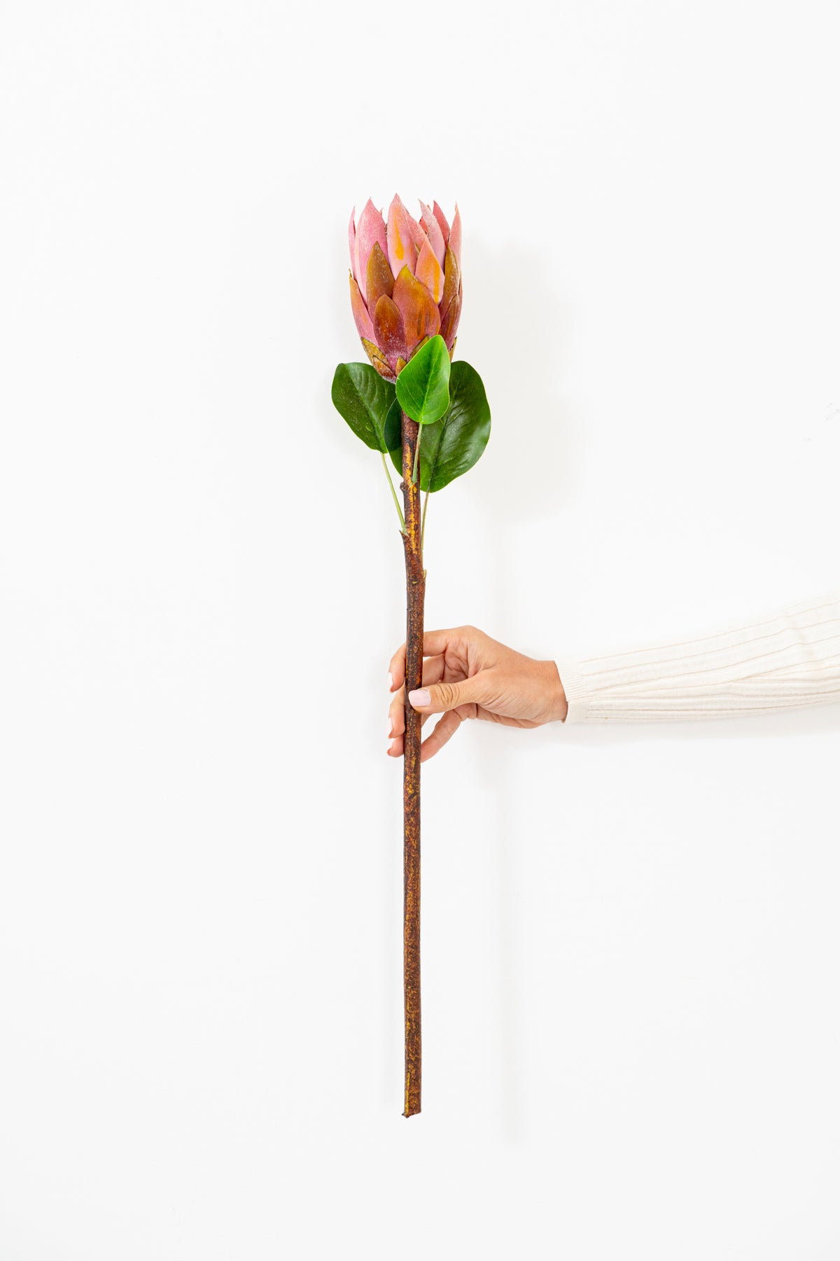 FLOR PROTEA ROSADA