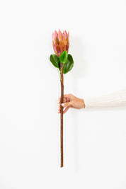 FLOR PROTEA ROSADA