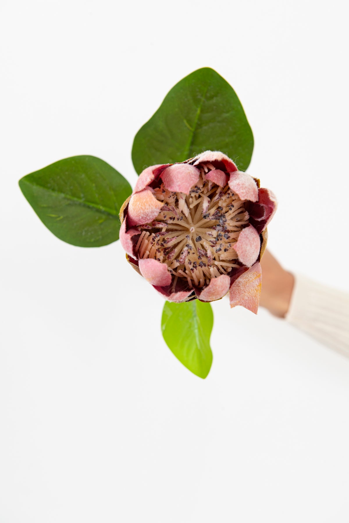 FLOR PROTEA ROSADA