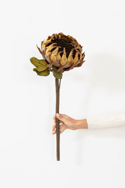 FLOR  PROTEA